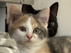 Kitten von Aliza zum Platzieren 